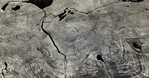 Wachstumsringe auf einem Querschnitt eines jahrhundertealten Mammutbaums