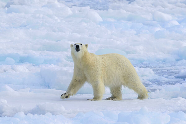 Einsamer Eisbär (Ursus maritimus) bei der Jagd auf dem Packeis...