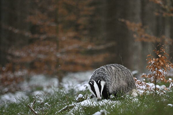 Dachs im Schnee, Wittlich, Rheinland-Pfalz, Deutschland, Europa