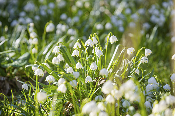 Märzenbecher (Leucojum vernum) blühen in einem Auwald in Petzschwitz...