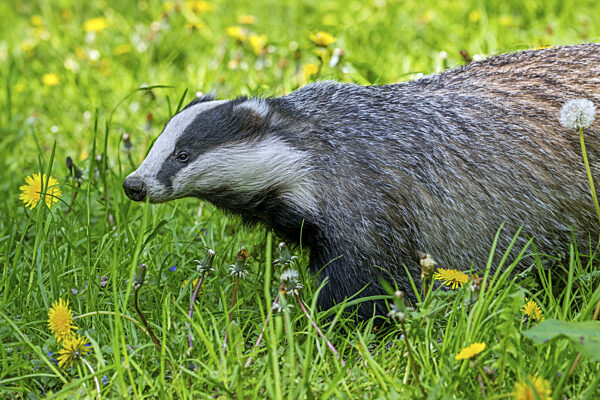 Europäischer Dachs (Meles meles) bei der Futtersuche auf einer Wiese mit...