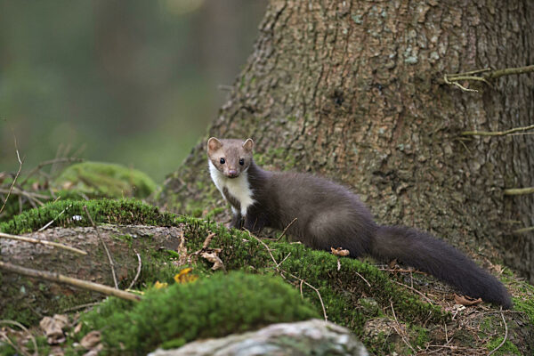 Steinmarder (Martes foina) sitzt am Waldboden im Moos, Nordrhein-Westfalen...
