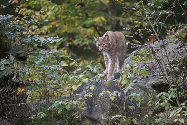 Eurasischer Luchs (Lynx lynx) adult in herbstlich gefärbtem Laubwald, Bayern...