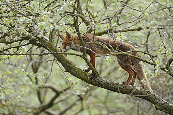 Kletternder Fuchs... Rotfuchs (Vulpes vulpes) klettert in einen Baum...