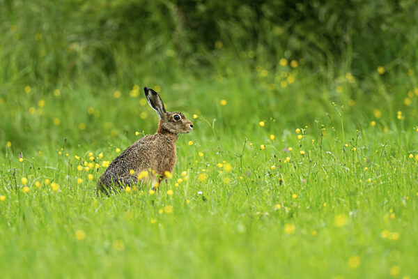 Feldhase (Lepus europaeus), Vulkaneifel, Rheinland-Pfalz, Deutschland, Europa