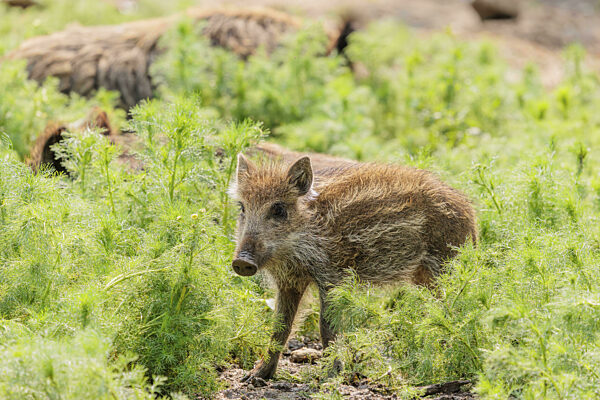 Ein Wildschweinferkel (Sus scrofa) steht in einem Feld mit wilder Kamille...