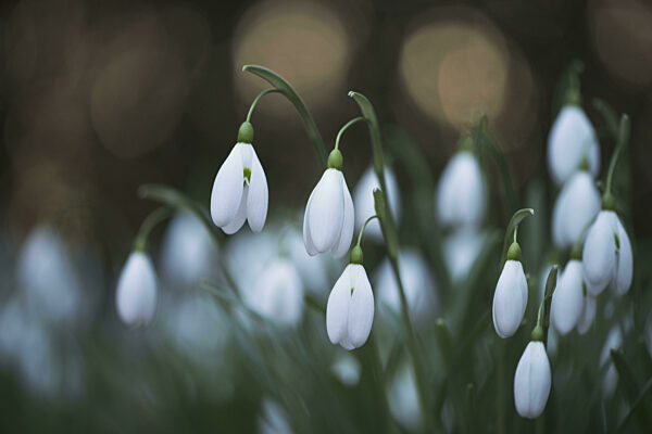 Schneeglöckchen (Galanthus nivalis)