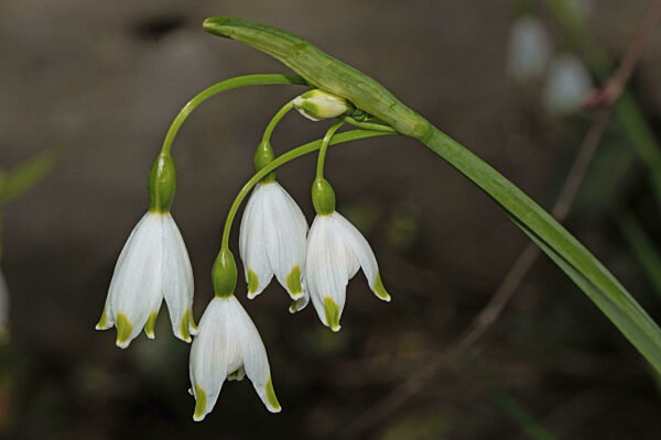 Sommer-Knotenblume (Leucojum aestivum)