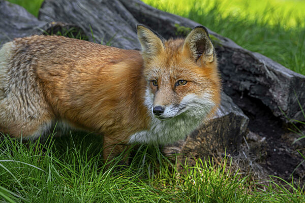 Rotfuchs (Vulpes vulpes) jagt im Grasland, Wiese am Waldrand