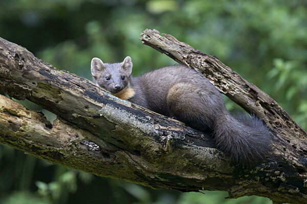 Baummarder (Martes martes), Bitburg, Rheinland-Pfalz, Deutschland
