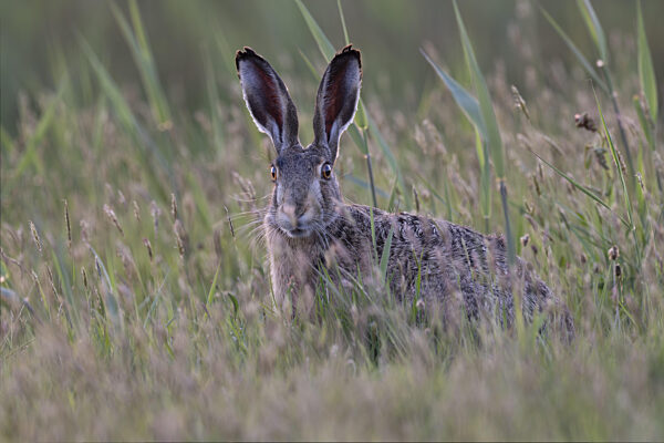 Feldhase (Lepus europaeus), Texel, Niederlande