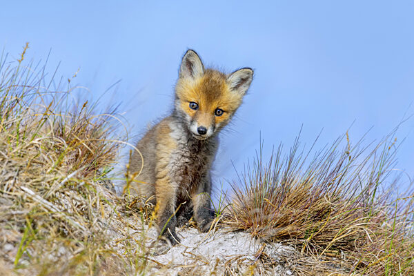 Junger Rotfuchs (Vulpes vulpes) in der Nähe seines Baues in den Sanddünen an...