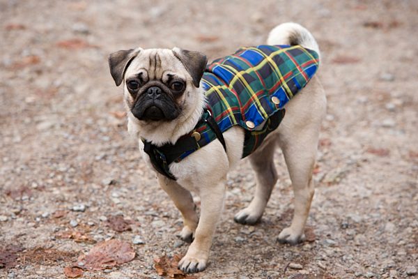 Ein junger Mops im Wald