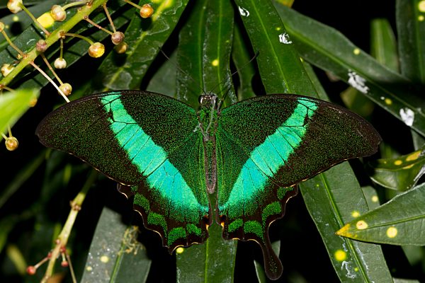 Grüner Schwalbenschwanz, (Papilio palinurus), captice