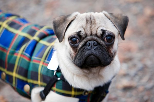 Ein junger Mops im Wald