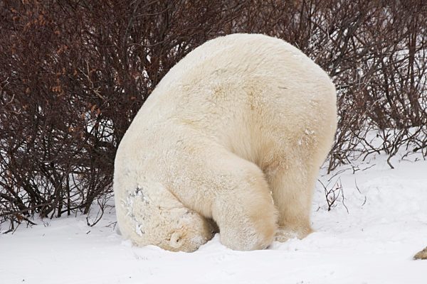 Eisbär (Ursus maritimus) macht Purzelbaum, Churchill, Manitoba, Kanada, Nordamerika