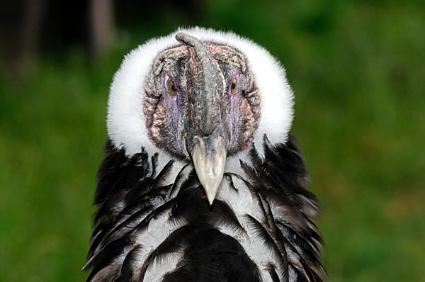 Juveniler Andenkondor, Vultur gryphus