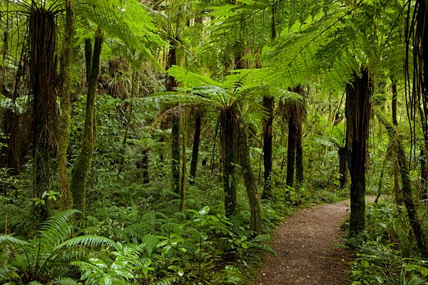 Pfad durch den Regenwald des Kahurangi National Park, West Coast, Südinsel, Neuseeland, Ozeanien