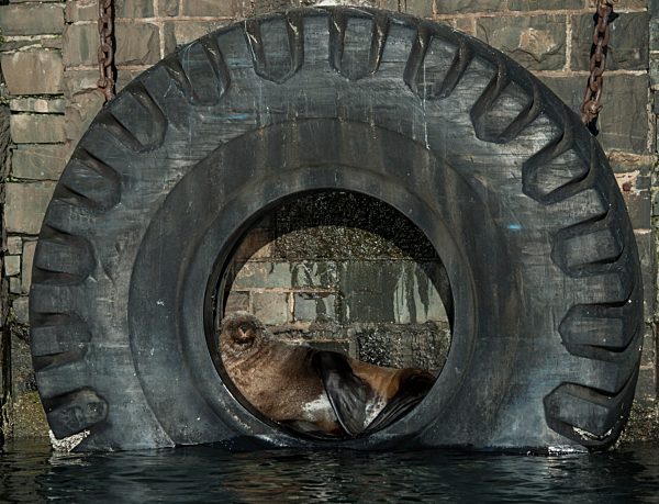 Südlicher Seebär (Arctocephalus pusillus) in Reifen an der Hafenmauer, Victoria and Alfred Waterfront, Kapstadt, Westkap, Republik Südafrika, Afrika