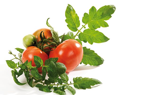 Biotomaten (Solanum lycopersicum) mit Blättern