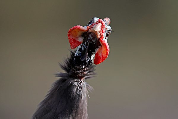 Helmperlhuhn (Numida meleagris), Tierportrait, captive, Deutschland, Europa