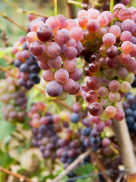 Trauben aus biologischem Weinanbau in Giugliano, Neapel, Italien, Europa
