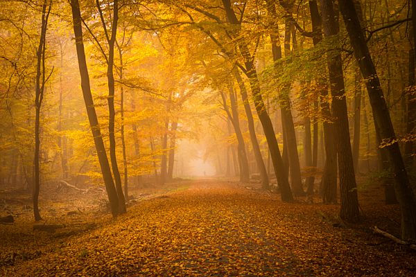 Waldweg im Herbst bei Nebel mit Spaziergänger, Rüsselsheim, Hessen, Deutschland, Europa