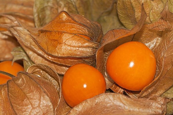 Physalis, Kapstachelbeeren (Physalis peruviana)