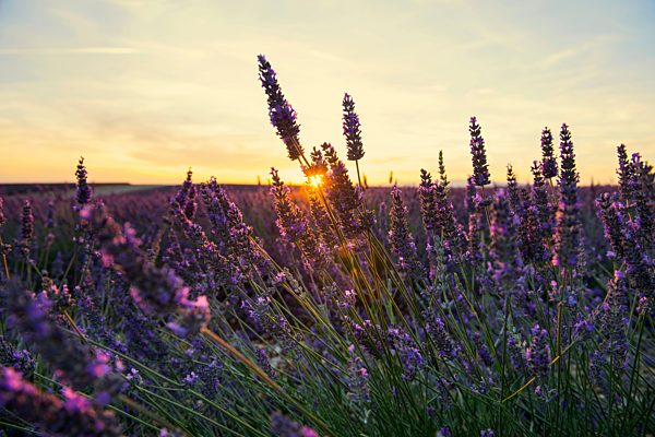 Blühendes Lavendelfeld (Lavandula angustifolia), Plateau de Valensole, bei Valensole, Provence-Alpes-Côte d'Azur, Frankreich, Europa