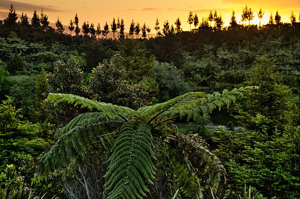 Baumfarne (Cyatheales), subtropische Vegetation, Neuseeland, Ozeanien