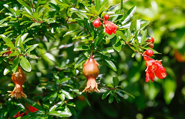 Blüte und Fruchtansatz am Baum, Granatapfel (Punica granatum), Botanischer Garten, Tübingen, Baden Württemberg, Deutschland, Europa