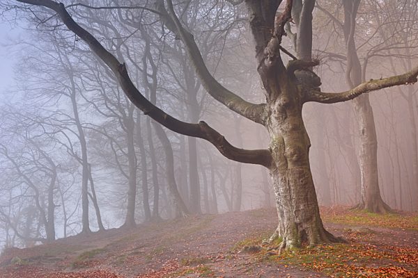 Nebel im Herbst im Buchenwald, Nationalpark Jasmund, Rügen, Mecklenburg-Vorpommern, Deutschland, Europa