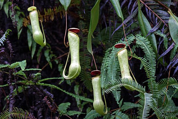 Kannenpflanzen (Nepenthes), fleischfressende Pflanze, Singharaja Regenwald, Sri Lanka, Asien