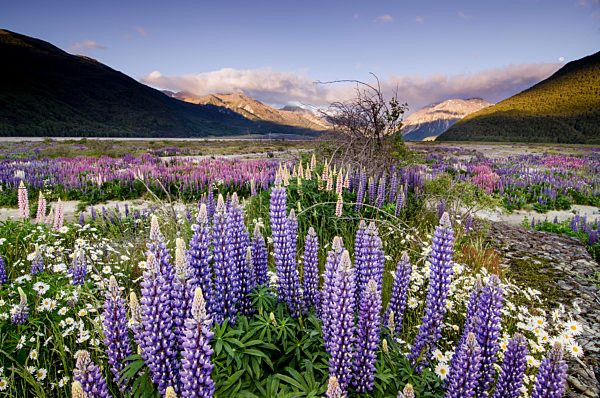 Lupinien (Lupinus) am Arthurs Pass, Südinsel, Neuseeland, Ozeanien
