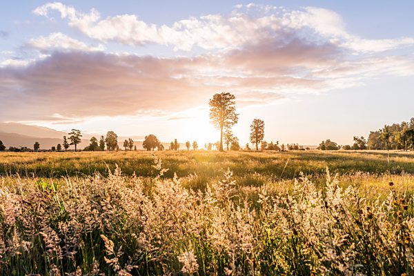 Landschaft, einzelne Bäume auf Wiese im Gegenlicht, West Coast, Neuseeland, Ozeanien