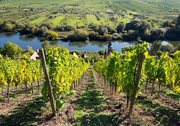 Vineyard with the village Köhler and Main, Main Franconia, Lower Franconia, Franconia, Bavaria, Germany, Europe
