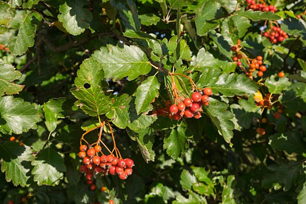 Früchte und Blätter von Echte Mehlbeere (Sorbus aria), Mecklenburg-Vorpommern, Deutschland, Europa