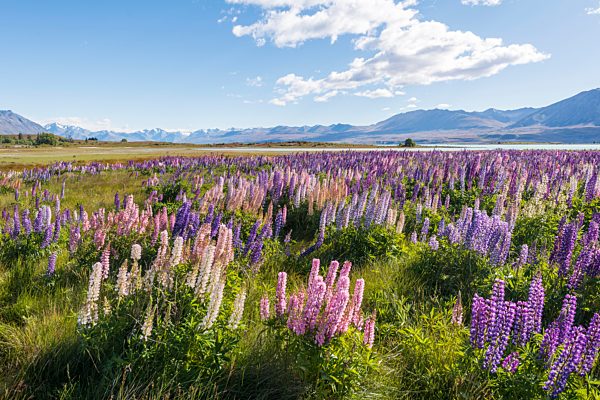 Lila Vielblättrige Lupinen (Lupinus polyphyllus), Lake Tekapo vor Südalpen, Canterbury, Südinsel, Neuseeland, Ozeanien