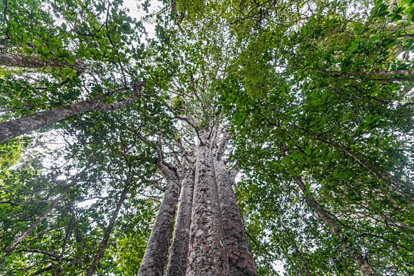 Vier zusammenstehende Kauri Bäume (Agathis australis), The Four Sisters, Waipoua Forest, Northland, Nordinsel, Neuseeland, Ozeanien