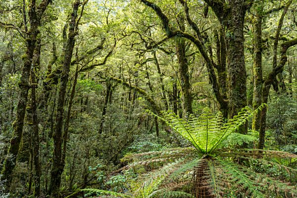 Neuseeländischer Regenwald, Baumfarne (Cyatheales) und moosbewachsene Bäume, Fiordland National Park, Southland, Neuseeland, Ozeanien