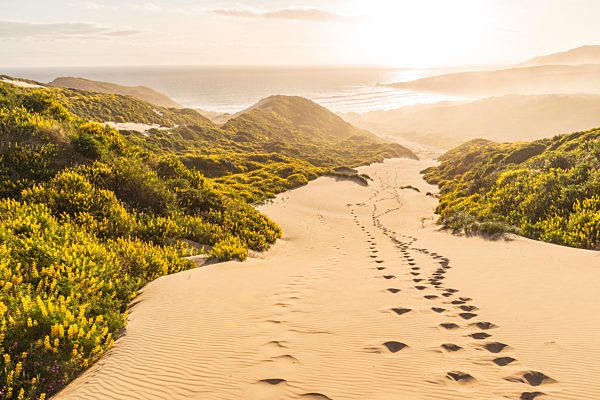Gelbe Lupinen (Lupinus luteus) auf Sanddünen, Ausblick auf Küste, Sandfly Bay, Dunedin, Otago, Otago Peninsula, Südinsel, Neuseeland, Ozeanien