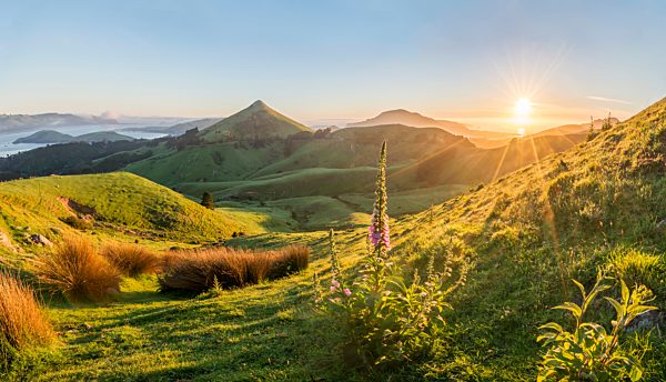 Blühender roter Fingerhut (Digitalis purpurea), Sonnenaufgang mit Ausblick auf Otago Peninsula, pyramidenförmiger Berg Harbour Cone, Dunedin, Otago, Südinsel, Neuseeland, Ozeanien