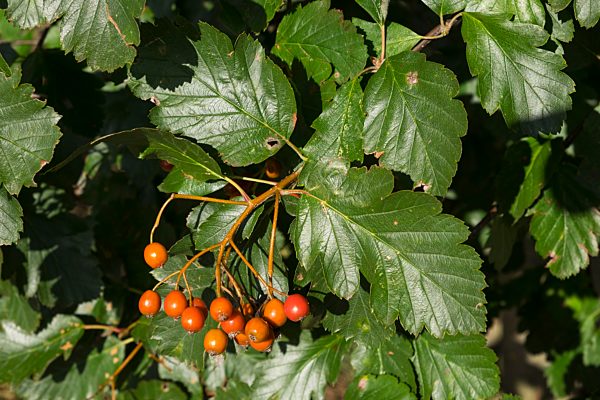 Früchte und Blätter von Echte Mehlbeere (Sorbus aria), Mecklenburg-Vorpommern, Deutschland, Europa