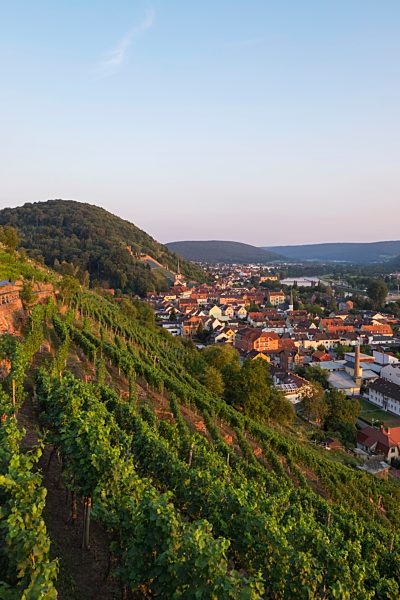 Weinberg am Schlossberg, Klingenberg am Main, Spessart, Mainviereck, Lower Franconia, Franconia, Bavaria, Germany, Europe