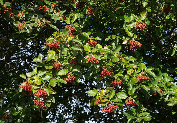 Früchte und Blätter von Echte Mehlbeere (Sorbus aria), Fischland-Darß-Zingst, Mecklenburg-Vorpommern, Deutschland, Europa