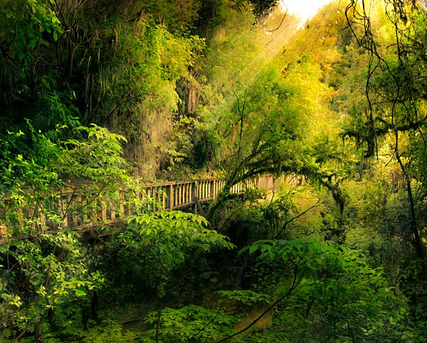 Märchenhafter Wald mit Holzbrücke, Nordinsel, Neuseeland, Composing, Ozeanien