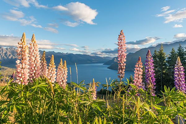 Lila Vielblättrige Lupinen (Lupinus polyphyllus), Lake Wakatipu, Ben Lomond Scenic Reserve, Queenstown, Otago, Neuseeland, Ozeanien