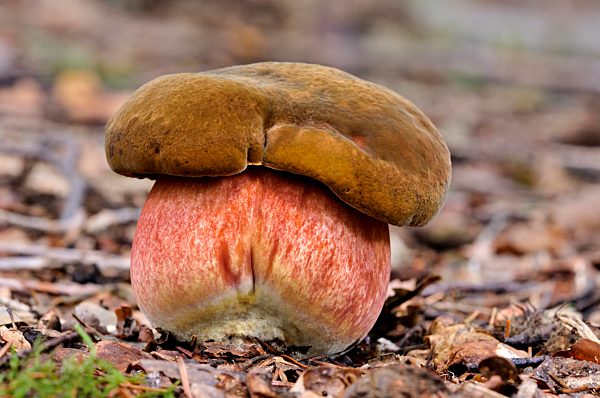 Flockenstieliger Hexen-Röhrling (Neoboletus luridiformis), Nordrhein-Westfalen, Deutschland, Europa