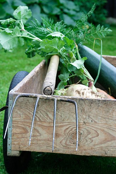 Erntewagen mit Zucchini und Rüben