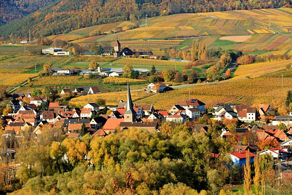 Weinberge im Herbst bei Siebeldingen, Südliche Weinstraße, Pfälzer Wald, Rheinland-Pfalz, Deutschland, Europa